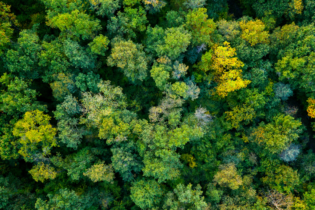 Aerial view of lush green forest trees.